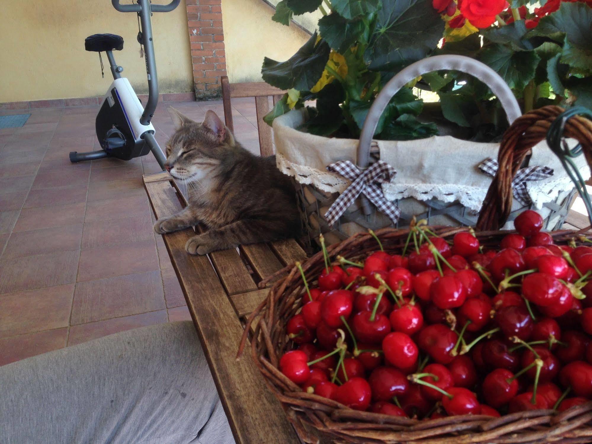 Quattro Gatti Bed & Breakfast Airasca Luaran gambar